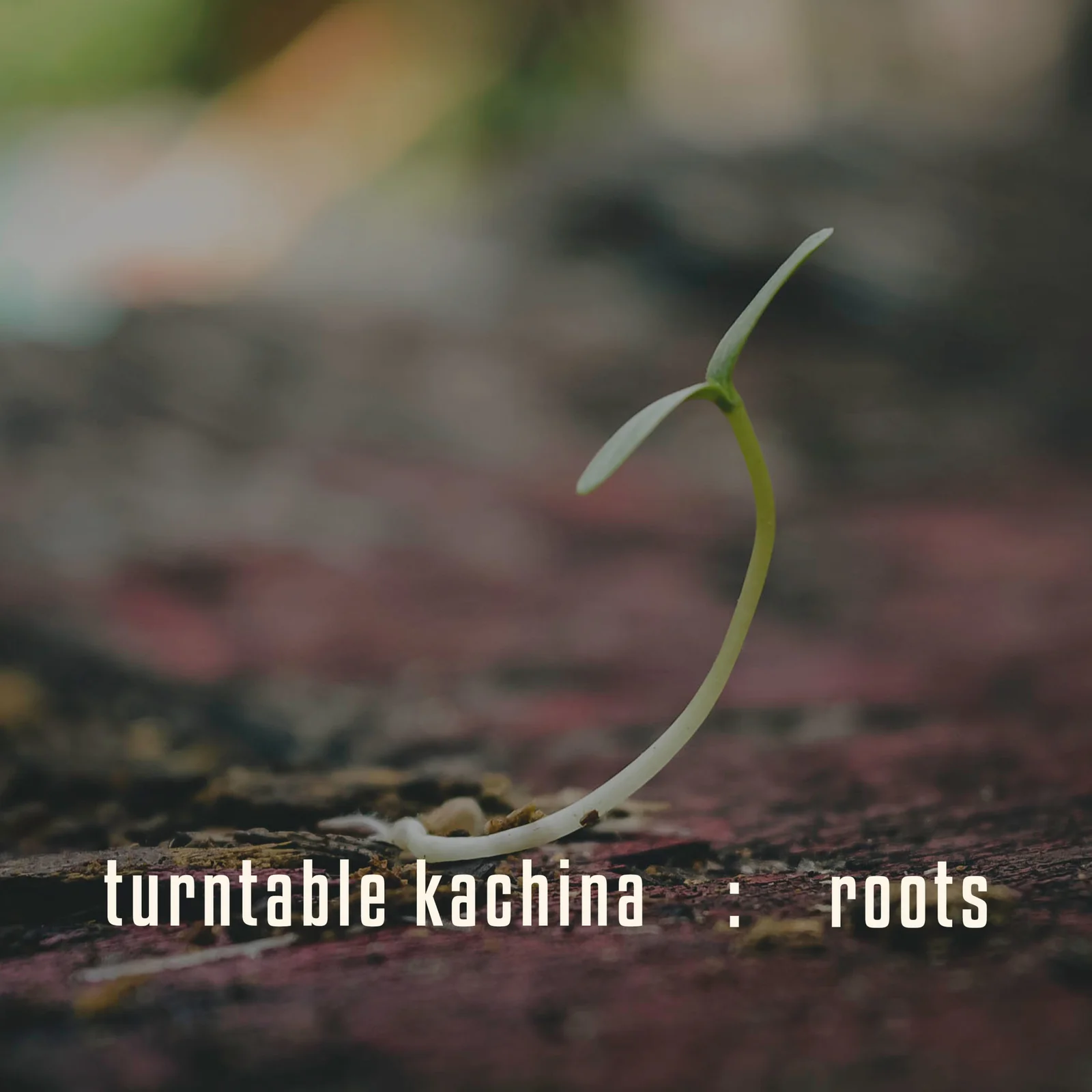 Roots — Primary image